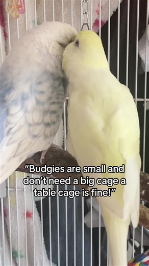 Understanding the Controversy of Table Cages for Budgies