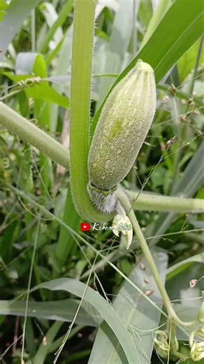 Pruning pucuk untuk performa optimal #pumpkin #prune