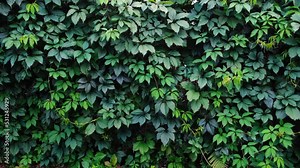 Decorative background of wild green grapes leaves. Five-leaved ivy. Natural garden hedge. Beautiful texture. Thickets creeper. Front and back yard wall decor. Autumn landscape. Live plant fence. Stock Video