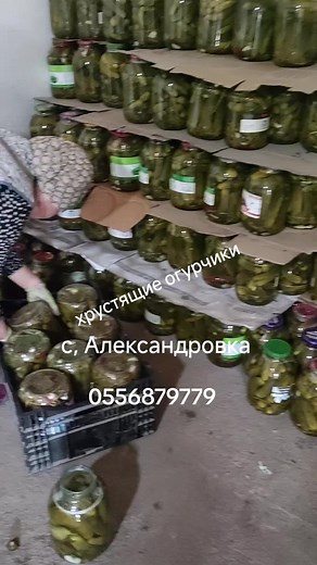 Pickled Cucumbers Collection in Colorful Jars