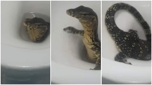 Bizarre! Lizard pops out of toilet; Holidaying couple gets a shock- Watch