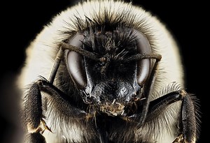 Bees can generate, and feel, static electricity