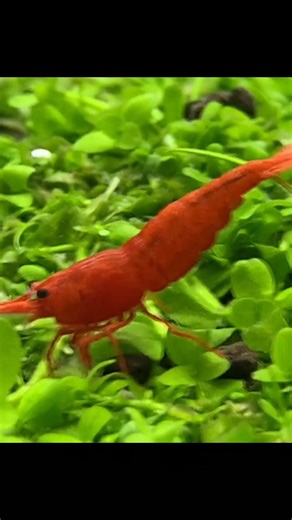 🍒 Red Cherry Shrimp – one of the most popular freshwater shrimp, loved for its bright red color and peaceful nature! 🦐 Perfect for planted or nano tanks, they help keep your aquarium clean by eating algae and leftover food. Easy to care for and fun to watch as they graze and explore. 🌿✨ #RedCherryShrimp #FreshwaterShrimp #PlantedTank #ShrimpKeeping #Aquascape #NanoTank #AquariumLife | Vivarium Manila