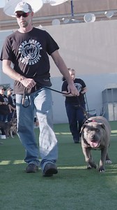 5.1K views · 315 reactions | Check my online Shelter Dog Training...