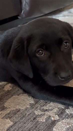 Akc American black lab puppy made friends with kitty. #akcpuppies #kitty #ragdoll #friends #love