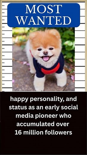 DOG Hall of Fame: Meet BOO, the World’s Cutest Dog 🐶