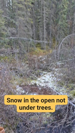 10K views · 35 reactions | Old growthy | Freya Logging Inc | Facebook