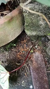 Rescued a rare caladium beauty 🙋💁🍃🍀🌿 #plants #garden #virals #viralreel #fbreels24 #everyone #everyonefollowers @topfans | Angelie's Garden