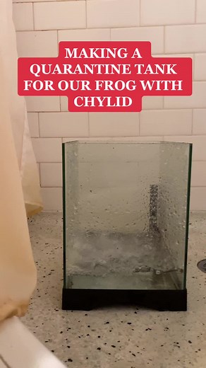 Thank you everyone for the support ❤️ #frogmob #frog #amphibian #sick