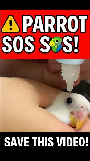 5 Parrot SOS Signs 🐦 Spot Health Warnings Fast! | #shorts #lovebirds