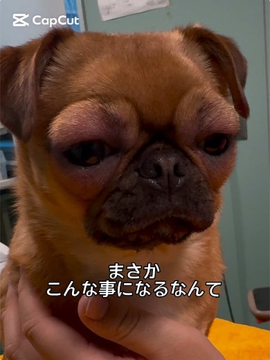 混合ワクチンとアナフィラキシーショックの対処法