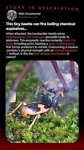 This Tiny Beetle Can Fire Boiling Chemical Explosives...