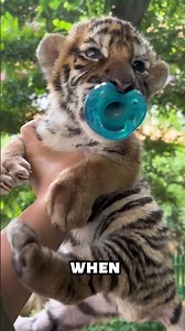 What Happens If You Encounter a Tiger? 🐅 #wildlife #animalfacts #tigerencounter