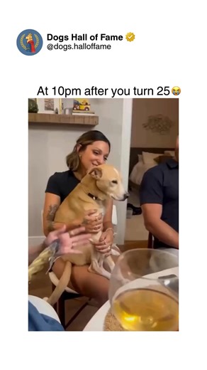 Dogs • Cute Dogs • Dog Videos on Instagram: "The precious moment a dog surrenders to midday exhaustion — where energy crashes meet sudden sleep attacks and create adorably relatable content. One second there's a dog going about their day normally, the next they're collapsing mid-activity into instant deep sleep like someone hit an off switch. The awkward positions, the complete surrender to tiredness, the transition from awake to unconscious in record time — every moment showcases dogs experienc