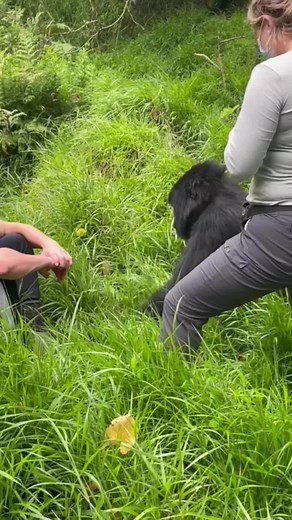 Awesome gorillas on TikTok