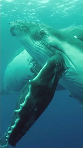 How Dolphins and Whales Mate: Hidden Ocean Wonders