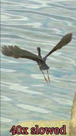 Striated heron flight 40x slow mo