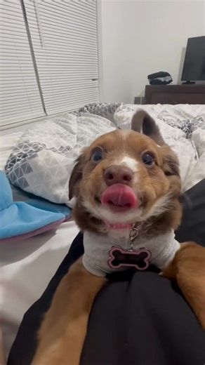 puppys 😍 - #funny #dogs #dogsoftiktok #doglover #puppy