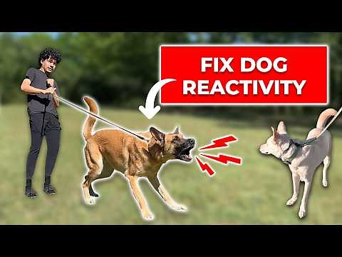 How to Fix Your Dog's Reactivity in 2026 (Free Guide)