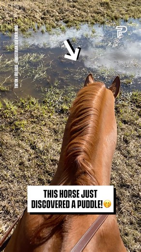 The 'Splash Attack' looks fun! 🤩😂 | Pubity