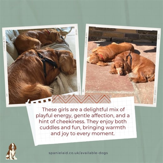 🐾DAY 4 of Our Dynamic Duos 🐾 Five bonded pairs of dogs who are looking for a forever home *together*. Each duo has their own special connection and unique charm, and they’re all hoping to find a family who will cherish them both! 💖 Why adopt a bonded pair, reason 4? Double the joy: Watching the unique interactions, the little shared moments, and their loving bond is heartwarming and endlessly entertaining. 💞 -------------------------------- DAY 4. Luna & Star – Estimated at around 12 years, 