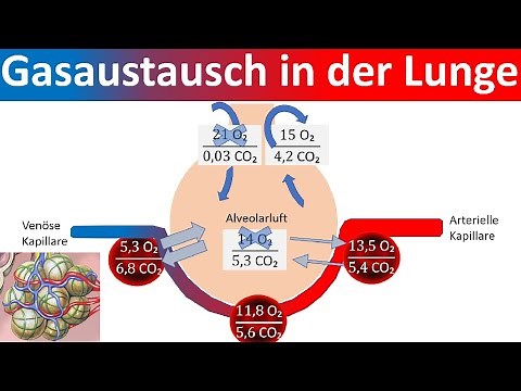 Gasaustausch in der Lunge - Äußere Atmung [Biologie, Oberstufe]