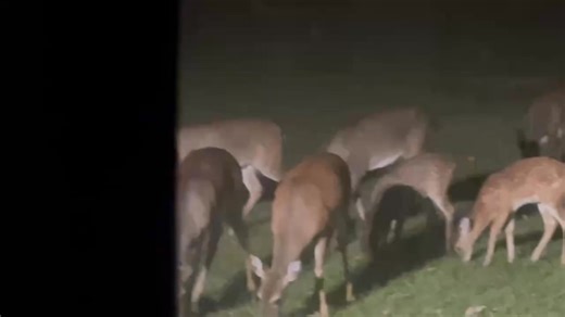 Melissa Gorum on Reels | Facebook