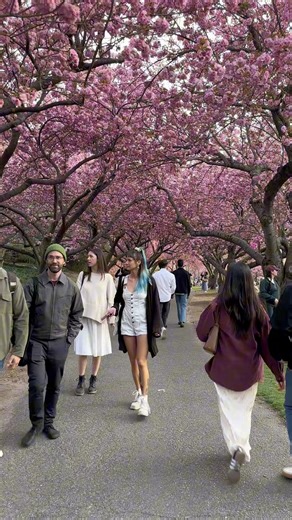 114K views · 8.2K reactions | Springtime magic in New York City Walking Virtual Tour Brooklyn Bitanic Garden | The NYC Walking Show | Facebook