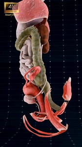 Anatomy of the Human Body ✨ . . Diaphragm: A muscle that contracts and relaxes to facilitate breathing by allowing air to enter and exit the lungs. Liver: Filters toxins from the blood, produces bile which aids in digestion, and plays a vital role in metabolism. Pancreas: Regulates blood sugar levels through insulin and glucagon production, and releases enzymes that aid in the digestion of proteins, fats, and carbohydrates. Stomach: Uses gastric acids and enzymes to break down food into a semi-l