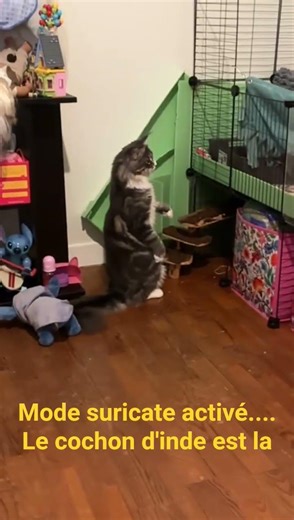 maine coon croisé suricate #chat #cat #kitten #mainecoons