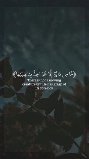 14K views · 921 reactions | Mohammed Khalid on Reels | Facebook