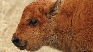 WATCH — Baby bison sets record, and not just for cuteness