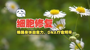 528Hz细胞修复与再生 · DNA疗愈频率 ｜ 唤醒身体自愈力，恢复能量活力，仿佛全身细胞都在重启 27