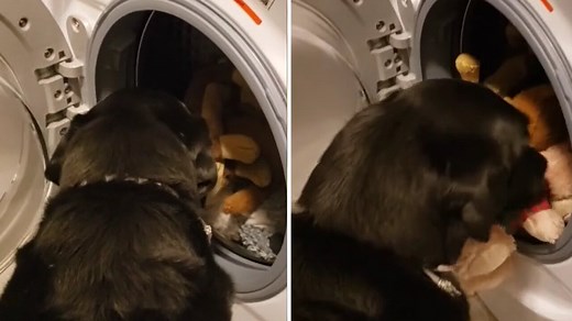 26K views · 195 reactions | Buddy saves his favorite teddy bear from the mean washing machine. What a hero! | Rumble | Facebook