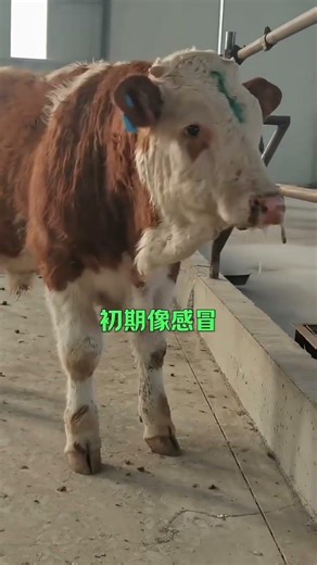 🤮 If you have foot-and-mouth disease (FMD) type 5, never get injections indiscriminately.