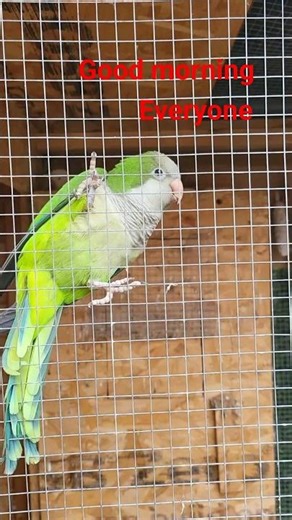 Quaker Parrot Talking /gadajaca papuga mnicha Nizinna #birds #parrot #pets #cute