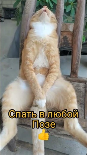 #прикол #юмор #музыкаонлайн #мем #art #Luneza#мелодиипесни