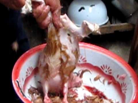 Peruvian guinea pig slaughtering Part 2