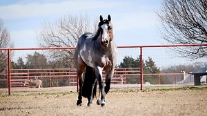 1.7K views · 103 reactions | Good To Be Blue's 2020 stallion video is here! “Reggie” is a 2012 bay roan overo APHA stallion by Leading Sire, A Good Zippo, and out of the great producing mare, Miss Black Ty Too. He’s a Reserve World Champion himself and is already siring beautiful and talented foals. Contact True North Show Horses to put a little BLUE in your barn!  | Superlative Equine | Facebook