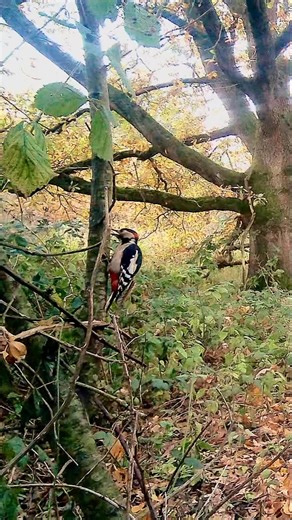 This was the last video on my camera trap before it disappeared underwater in the recent flood. | Wilden Marsh Nature Reserve