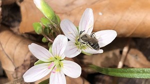 Native Plant: Eastern spring beauty flowers can bloom early in Ohio