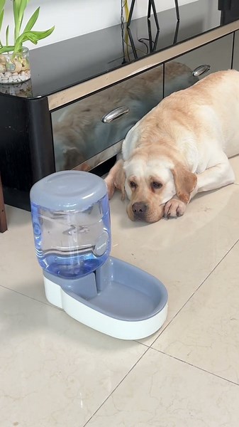 A gravity-fed water dispenser that automatically refills