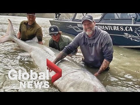 700-pound sturgeon hooked on BC catch-and-release fishing trip