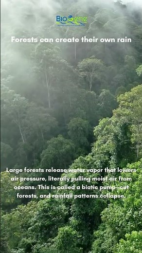 Forests Can Create Their Own Rain | The Biotic Pump Explained #biology #environment #facts #science