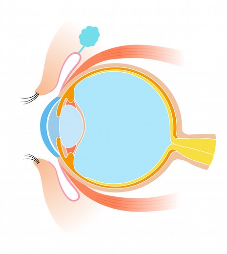 Humor acuoso: qué es y qué función tiene | Blog de Clínica Baviera