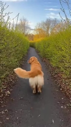 Marley's Hilarious Reaction to Bird Chirping