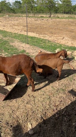 Resting goats = good management 🐐 | Stress-free farming #boergoats #goatfarming