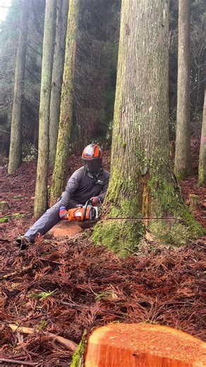 #林業 #林業伐採 #林業機械 #STIHL #stihl500i #forestry #forestrymulching #forster #forstwirtschaft #OREGON #tronconneuse #bucheron #chainsawman #cuttingtrees #treesurgery #stihl #treesurgeon #treework #husqvarna #sawdustismyglitter