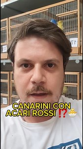 108K views · 1.2K reactions | Controlliamo se i miei canarini sono infestati dagli acari rossi. | Angelo Cremone | Facebook