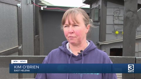 Raising chickens for eggs? Things to consider